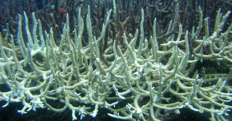 'BEYOND COMPREHENSION': In Just Two Years, Half of All Corals in 'Forever Damaged' Great Barrier Reef Have Died | OUR OCEANS NEED US | Scoop.it