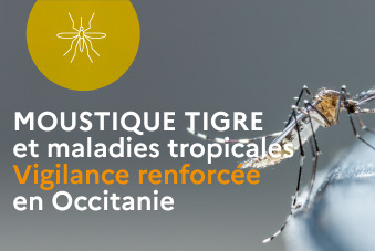 Premier cas de dengue autochtone en France métropolitaine en 2024  | EntomoNews | Scoop.it