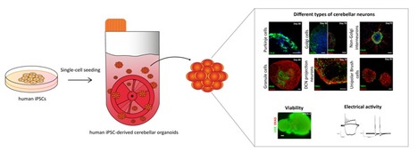 Transcriptomic Profiling of Human Pluripotent Stem Cell-Derived Cerebellar Organoids | iBB | Scoop.it