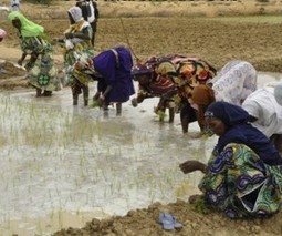 MALI:  Gao- Journée porte ouverte sur le ouverte SRI à Forgho | SRI Global News: February - April 2024 **sririce -- System of Rice Intensification | Scoop.it