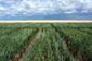 World breakthrough on salt-tolerant wheat - great teaching opportunity | Plant Biology Teaching Resources (Higher Education) | Scoop.it