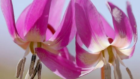 Les secrets des fleurs sauvages - Là-haut sur la montagne | Vallées d'Aure & Louron - Pyrénées | Scoop.it