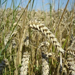 Weather hits EGYPT’s bid for wheat security | MED-Amin network | Scoop.it
