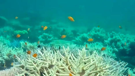 Corals are bleaching in every corner of the ocean, triggering NOAA alert - The Washington Post | Agents of Behemoth | Scoop.it