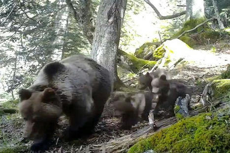 Il ne fait pas assez froid, les ours des Pyrénées n'hivernent pas | Vallées d'Aure & Louron - Pyrénées | Scoop.it