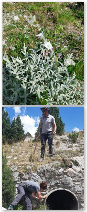 Les "oreilles de souris" ne sont pas les bienvenues en Réserve du Néouvielle | Vallées d'Aure & Louron - Pyrénées | Scoop.it