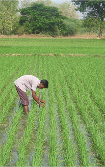THAILAND: SRI - A Better Way to Grow Rice? | SRI Global News: February - April 2024 **sririce -- System of Rice Intensification | Scoop.it