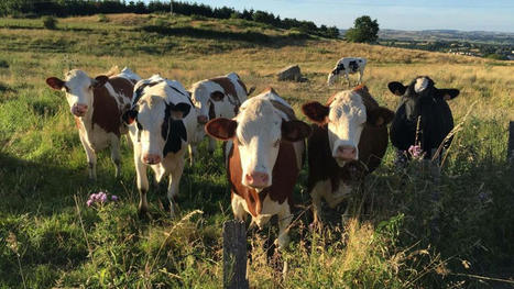 Label "Happy" : à la recherche du bonheur dans les élevages bovins | Actualité Bétail | Scoop.it