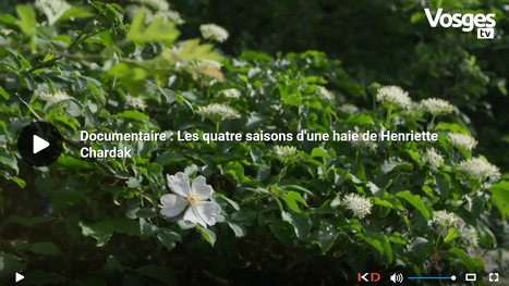 Documentaire : Les quatre saisons d'une haie de Henriette Chardak | Vosges Télévision | La SELECTION du Web | CAUE des Vosges - www.caue88.com | Scoop.it