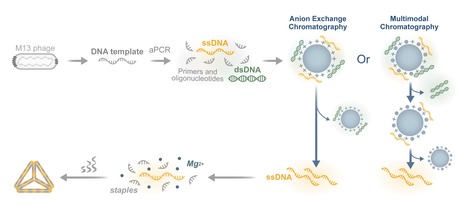 Chromatographic Purification of Single Stranded DNA Scaffolds for the Assembly of DNA-Origami Nanostructures | iBB | Scoop.it