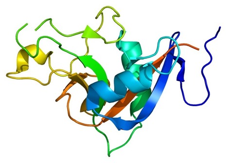 Une protéine anti-oxydante pour contrôler l’inflammation intestinale | Université Paris Saclay | Life Sciences Université Paris-Saclay | Scoop.it