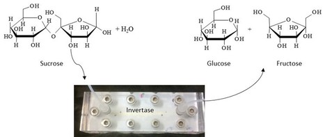 Bioprocess Intensification Through Enzymatic Microreactors | iBB | Scoop.it