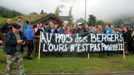 Hautes-Pyrénées: après plusieurs brebis tuées, les éleveurs appellent à manifester jeudi contre l’Ours [MAJ] | Vallées d'Aure & Louron - Pyrénées | Scoop.it