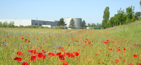 Biodiversité : "penser la ville comme un écosystème complet" | Vers la transition des territoires ! | Scoop.it