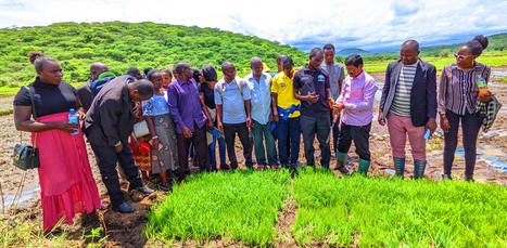 TANZANIA: Farmers Acceptance of SRI Project | SRI Global News: February - April 2024 **sririce -- System of Rice Intensification | Scoop.it