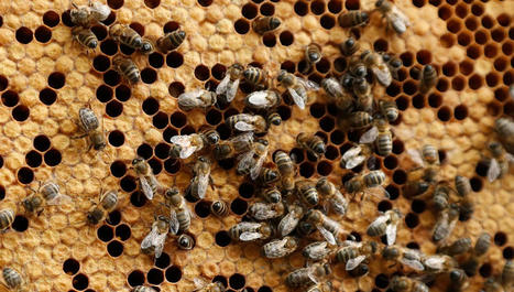 L'abeille noire des Cévennes | Cévennes Infos Tourisme | Scoop.it