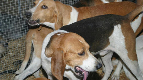 Trois chiens de chasse tombés dans un ravin, secourus par les pompiers | Vallées d'Aure & Louron - Pyrénées | Scoop.it