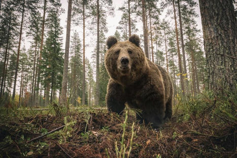 La mort d'un randonneur tué par un ours en Italie relance le débat dans les Pyrénées françaises | Vallées d'Aure & Louron - Pyrénées | Scoop.it