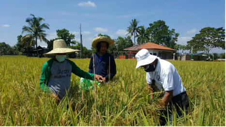 THE PHILIPPINES: Season-Long Organic SRI Training in Zamboanga del Sur Helps Farmers Adapt to Climate Change | SRI Global News: February - April 2024 **sririce -- System of Rice Intensification | Scoop.it