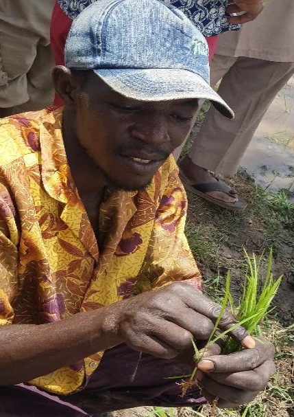 NIGER: Rapport de formation des producteurs de riz en hors amenagement sur le Systeme de Riziculture Intensive (SRI) | SRI Global News: February - April 2024 **sririce -- System of Rice Intensification | Scoop.it