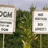 Le Parlement interdit la culture du maïs transgénique | Paysage - Agriculture | Scoop.it