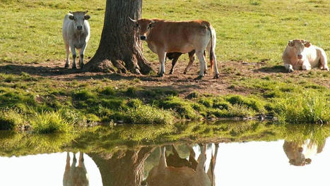 Covid : une indemnisation exceptionnelle pour les élevages de bovins allaitants | Actualité Bétail | Scoop.it
