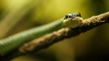 Flying snakes provide inspiration for new airborne robots | Biognosis | Scoop.it