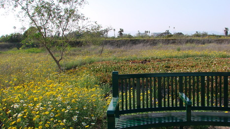 Explore The Ballona Wetlands Tomorrow! | 90045 Trending | Scoop.it