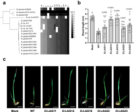 bacLIFE: a user-friendly computational workflow for genome analysis and prediction of lifestyle-associated genes in bacteria | Plant-Microbe Symbiosis | Scoop.it