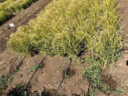 CHILE: Co-Innovando para Una Producción de Arroz Más Sostenible y Sensible al Clima en Chile | SRI Global News: February - April 2024 **sririce -- System of Rice Intensification | Scoop.it