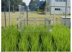 JAPAN: Reduction of greenhouse gases emission from paddy fields | SRI Global News: February - April 2024 **sririce -- System of Rice Intensification | Scoop.it