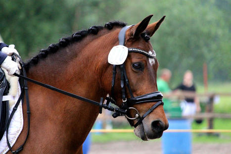 Les vétérinaires équins face aux exigences des propriétaires de chevaux de compétition | vetitude | Scoop.it