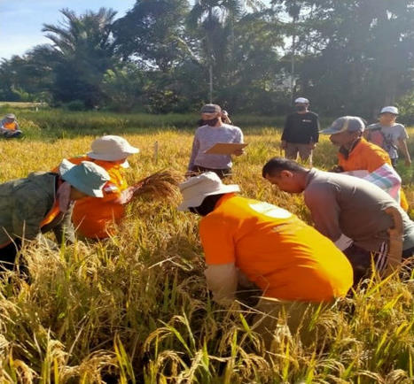 CENTRAL SULAWESI, INDONESIA: ZOA introduces new rice farming techniques which increases the rice harvest with 30% | SRI Global News: February - April 2024 **sririce -- System of Rice Intensification | Scoop.it