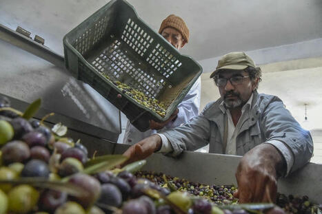 ALGERIE : l’oléiculture prospère malgré le réchauffement climatique | AFRIQUES | Scoop.it