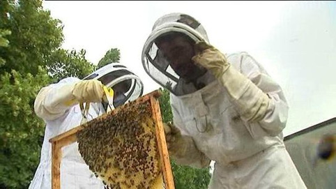 Montivilliers - des ruches dans un collège | Veille territoriale AURH | Scoop.it