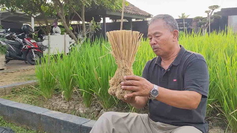 INDONESIA: Gagasan Alik, Warga di Banjar yang Berjuang Selamatkan Bumi dengan Pertanian Organik | SRI Global News: February - April 2024 **sririce -- System of Rice Intensification | Scoop.it