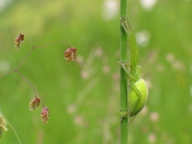 Du 7 février au 31 mars, exposition "Prairies fleuries" à la Maison du parc national de St Lary | Vallées d'Aure & Louron - Pyrénées | Scoop.it