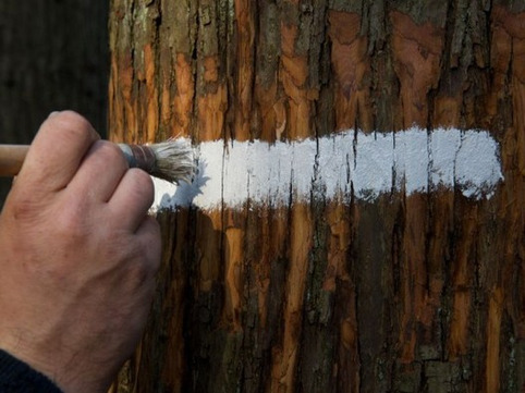 La filière forêt-bois se félicite de l'adoption du Plan national | Veille territoriale AURH | Scoop.it
