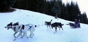 François Pagnoux, pionnier du traîneau à chiens - La Dépêche | Vallées d'Aure & Louron - Pyrénées | Scoop.it