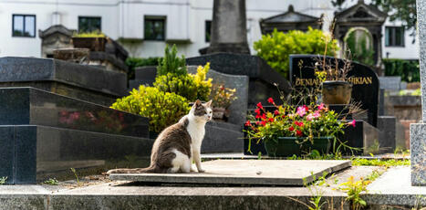 Ce que les cimetières disent de notre rapport au vivant | Plusieurs idées pour la gestion d'une ville comme Namur | Scoop.it