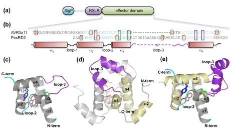 JBC: Structures of Phytophthora RXLR effector proteins: a conserved but adaptable fold underpins functional diversity | Plants and Microbes | Scoop.it