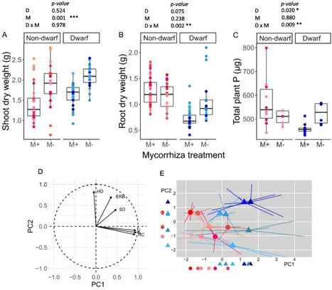 Wheat dwarfing reshapes plant and fungal development in arbuscular mycorrhizal symbiosis | Plant-Microbe Symbiosis | Scoop.it