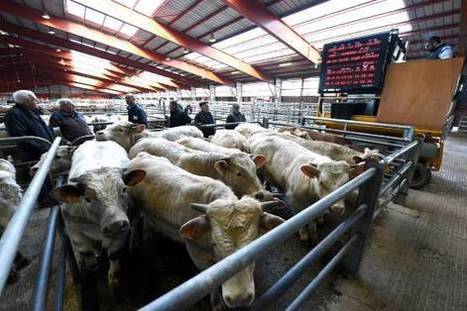 Sancoins accueille le concours national de bovins de boucherie | Actualité Bétail | Scoop.it