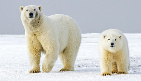 Polar bear paws could lead to shoes with better traction | Biognosis | Scoop.it