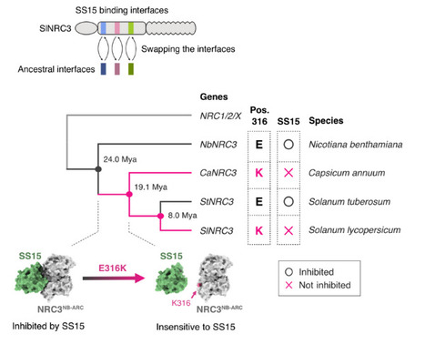 bioRxiv: Helper NLR immune protein NRC3 evolved to evade inhibition by a cyst nematode virulence effector (2024) | Publications | Scoop.it