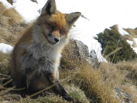 Un renard bien famillier - Parc national des Pyrénées | Vallées d'Aure & Louron - Pyrénées | Scoop.it