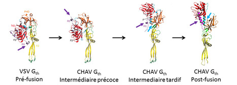 Structure cristallographique d’intermédiaires pour la glycoprotéine du virus Chandipura responsable d’encéphalites mortelles chez les enfants | Life Sciences Université Paris-Saclay | Scoop.it