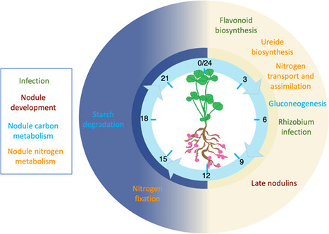 Timely symbiosis: circadian control of legume-rhizobia symbiosis | Plant-Microbe Symbiosis | Scoop.it