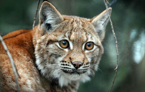 Jura : L’État porte plainte après la découverte d’un cadavre de lynx, tué par arme à feu | Biodiversité - @ZEHUB on Twitter | Scoop.it