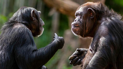 Cette découverte sur la conversation des chimpanzés est étonnante | Actualités pour Hémisphères Gauche et Droit | Scoop.it